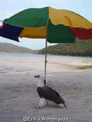 Tame sea eagle hiding in the shade of a beach umbrella. by Erika Antoniazzo 